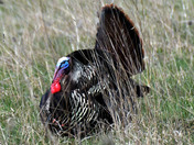 Wild Turkey
