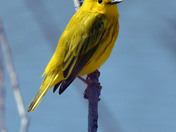 Yellow Warbler