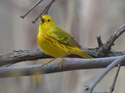 Yellow Warbler