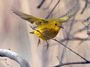 Yellow Warbler