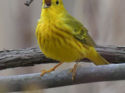 Yellow Warbler