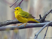 Yellow Warbler