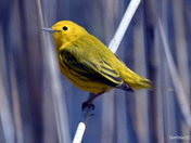 Yellow Warbler