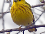 Yellow Warbler