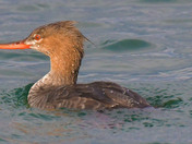 Common Merganser
