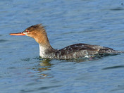 Common Merganser