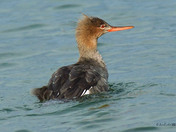 Common Merganser