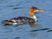Common Merganser