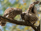 Barred Owl