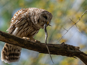 Barred Owl
