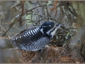 Three-toed Woodpecker