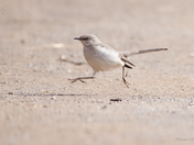 Northern Mockingbird - gait