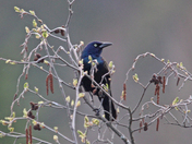 Black birds 