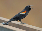 Black birds 
