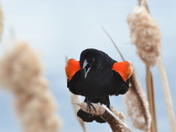 Angry blackbird