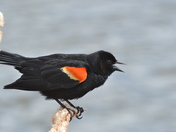 Singing Redwing Blackbird