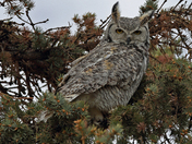 Great Horned Owl