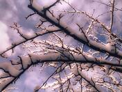 Snowy Sunset Spring Branch's 