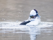 Bufflehead - coming out of water