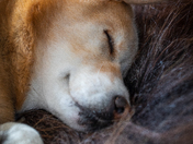 Close up of our sleepy dog after a long day on the tundra