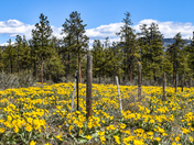 Arrowleaf Balsamroot (Okanagan Sunflowers)
