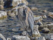 Juvenile Great Blue Heron 
