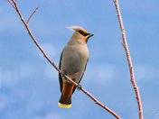 Bohemian Waxwing 