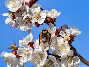 Heart on Orange-belted bumblebee
