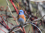 Spring Western Bluebird 