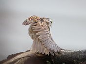 White-throated Sparrow - territorial display