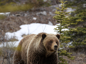 Grizzly in the Rockies 