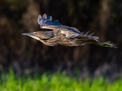 Bittern in Flight