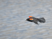 Red Winged Blackbird