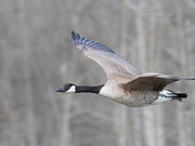 Canada Goose
