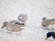 American Wigeon - fighting