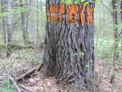 the Grat Pine Trees in Petawawa 