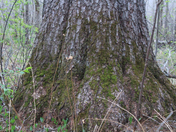 the Grat Pine Trees in Petawawa 