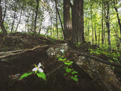 Frontenac Park - Trillium Glow