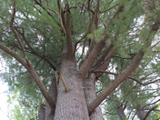 Big Pine
