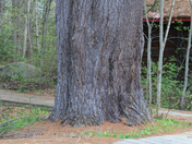 Big Pine
