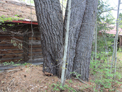 Big Pine