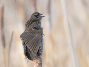 Female Red Winged Blackbird
