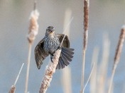 Female Red Winged Blackbird