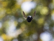 Carpenter Bee in Flight