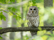 Barred Owl