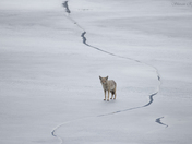 Coyote - on ice