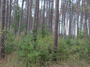 Good to see some green 