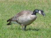 It's my grass