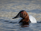 Canvasback Red Eye