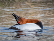 Canvasback Mating Display
